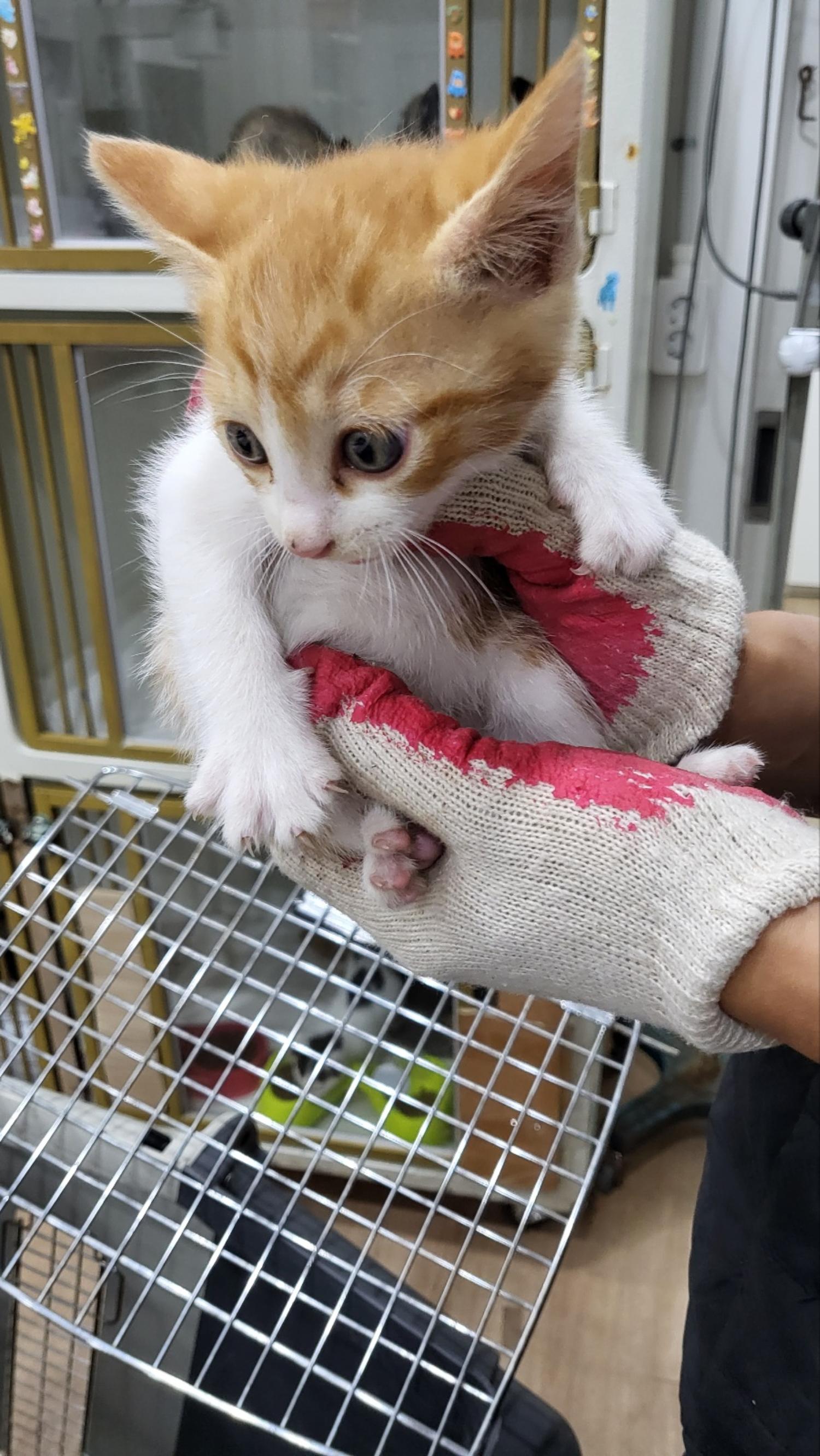 태민동물병원_448548202300379